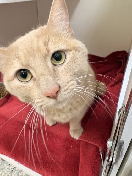 BUTTERBALL - Domestic Shorthair / Mix for adoption in Lowell