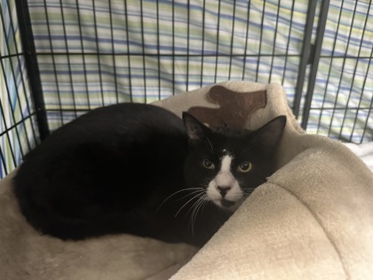 CALHOUN - Domestic Shorthair / Mix for adoption in Lowell