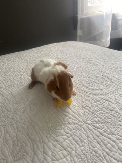 CAVATAPPI - Guinea Pig available for adoption