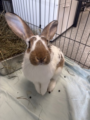 HUNTER - Rex / Rex available for adoption