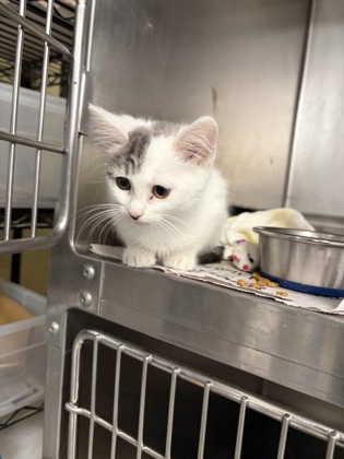 FATTY - Domestic Shorthair / Mix available for adoption