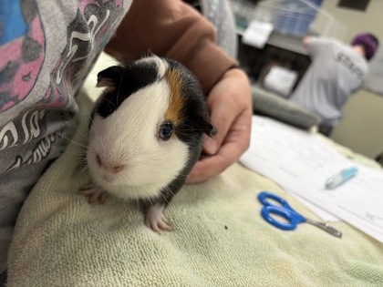 CHICHARRONES - Guinea Pig available for adoption