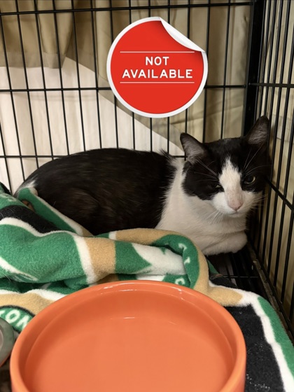 MITCHELL - Domestic Shorthair / Mix available for adoption