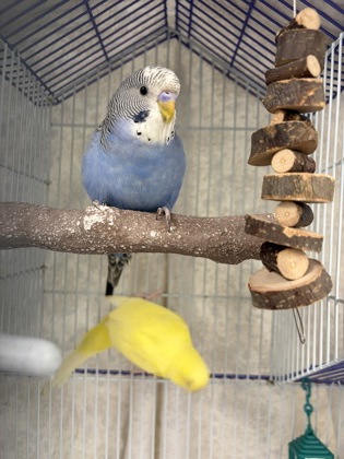 KLISHA - Parakeet (Other) available for adoption