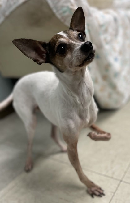 STELLA - Short Coat Chihuahua / Mix available for adoption