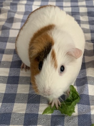 MARY QUEEN OF SCOTS - Guinea Pig / Guinea Pig available for adoption