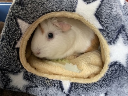MARY QUEEN OF SCOTS - Guinea Pig / Guinea Pig available for adoption
