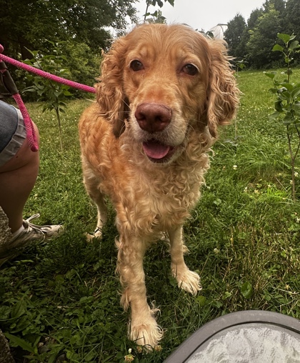 LOVE - Standard Poodle / American Cocker Spaniel available for adoption