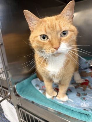 CREAMSICLE - Domestic Shorthair / Mix available for adoption