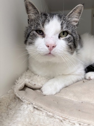 MCKAY - Domestic Medium Hair / Mix for adoption in Lowell