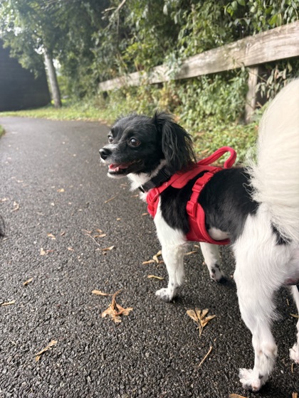 ACE - Bichon Frise / Shih Tzu available for adoption