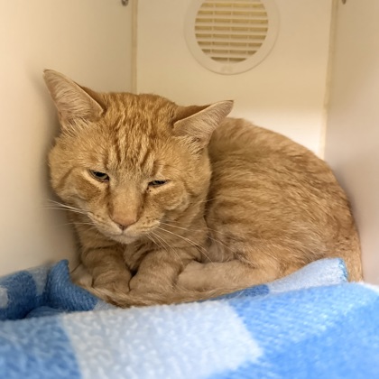 BUZZIE - Domestic Shorthair / Mix available for adoption