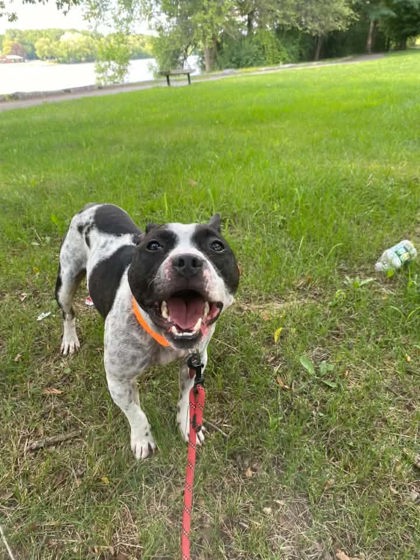 GRISTLE - Mixed Breed, Small (under 24 lbs fully grown) / Mix available for adoption