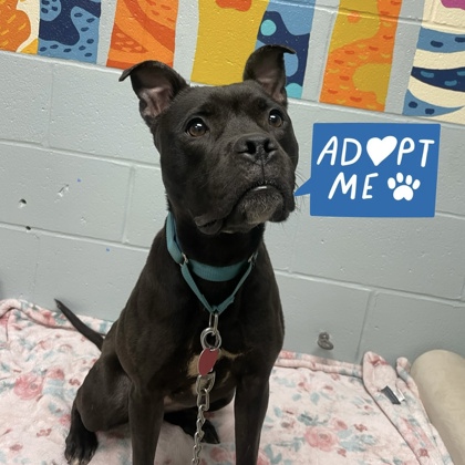 DARLA - Mixed Breed, Large (over 44 lbs fully grown) / Mix available for adoption