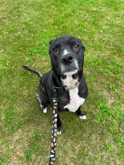 BUDDY - Labrador Retriever / Mix available for adoption