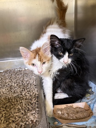 INVOICE - Domestic Shorthair / Mix available for adoption