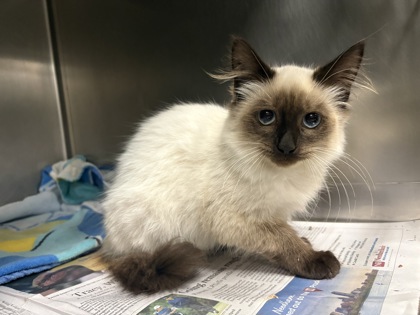 COCONUT - Siamese / Mix available for adoption