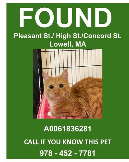 LEO - Domestic Longhair / Mix for adoption in Lowell