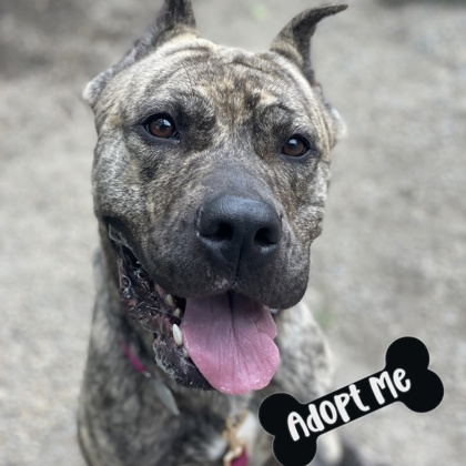 JANIE - Perro de Presa Canario / Mix available for adoption