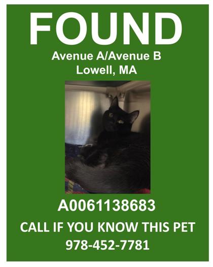 DUDLEY - Domestic Shorthair / Mix for adoption in Lowell