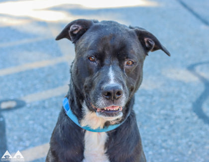 BUDDY - Labrador Retriever / Mix available for adoption