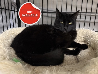 BLACKY - Domestic Shorthair / Mix available for adoption