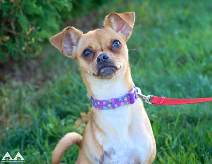 PRECIOUS - Short Coat Chihuahua / Mix available for adoption