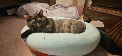 PLUM - Domestic Shorthair / Mix for adoption in Lowell
