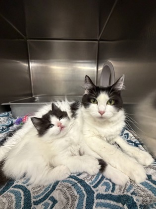 FLUFFY - Domestic Shorthair / Mix available for adoption