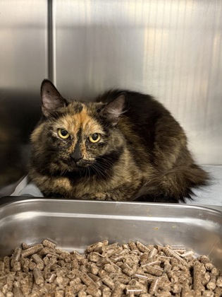 CLARE - Domestic Medium Hair / Mix available for adoption