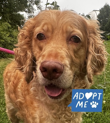LOVE - Standard Poodle / American Cocker Spaniel available for adoption