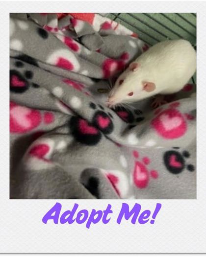 FOREST - Rat available for adoption