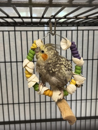 DELAWARE - Cockatiel available for adoption