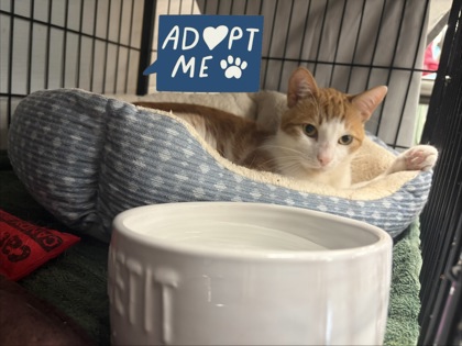PICKLE - Domestic Shorthair / Mix for adoption in Nashua