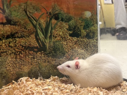 MOOKIE - Rat available for adoption