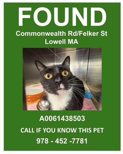JUSTIN - Domestic Medium Hair / Mix for adoption in Lowell