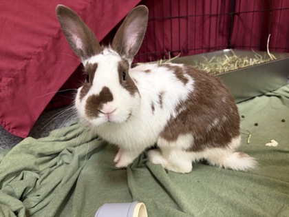 HOWIE MENDEL - Rex / Rabbit available for adoption