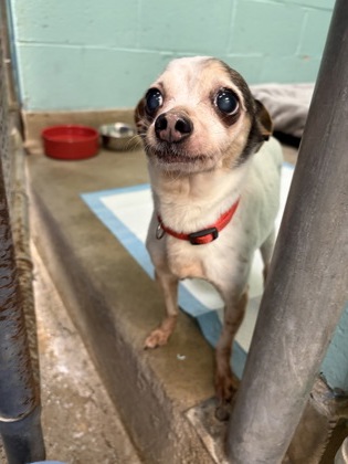 COCO - Short Coat Chihuahua / Mix available for adoption