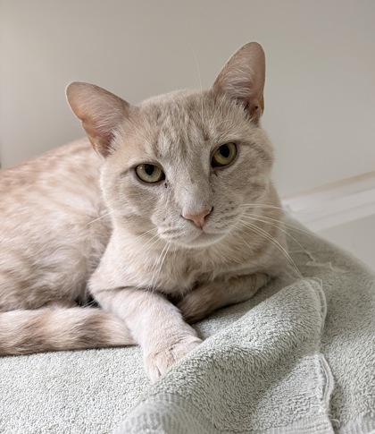 DYLAN - Domestic Shorthair / Mix for adoption in Lowell