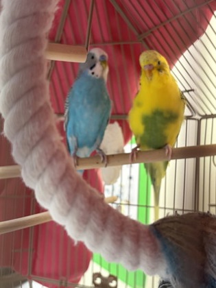 POPPY - Parakeet (Other) / Parakeet (Other) available for adoption
