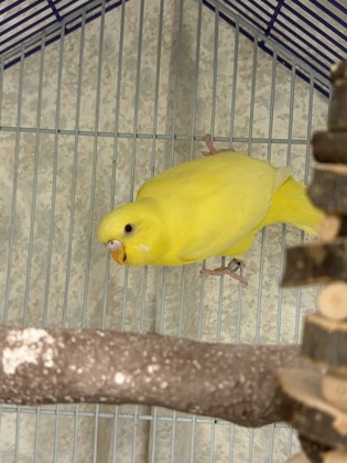 TALI - Parakeet (Other) available for adoption