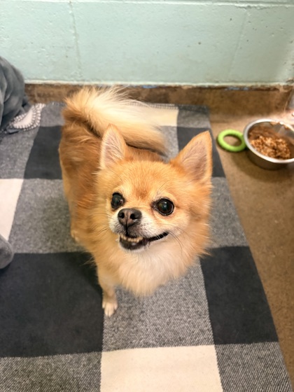 CARMELLO - Pomeranian / Mix available for adoption