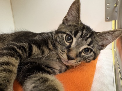 CHEESE DANISH - Domestic Shorthair / Mix available for adoption