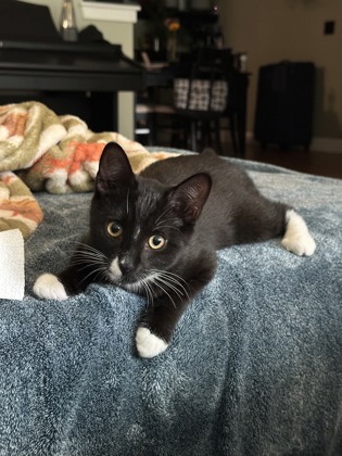 SAMMY - Domestic Shorthair / Mix for adoption in Nashua