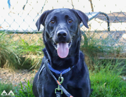 CAIN - Labrador Retriever available for adoption