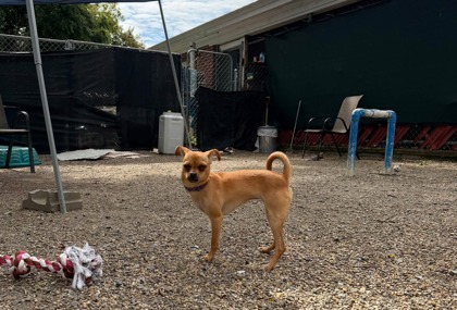 PRECIOUS - Short Coat Chihuahua / Mix for adoption in Manchester