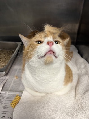 FROST - Domestic Shorthair / Mix available for adoption
