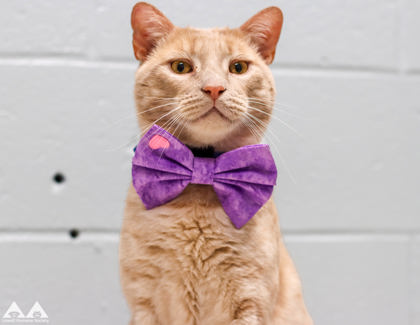 DYLAN - Domestic Shorthair / Mix available for adoption