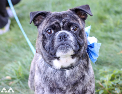 WILFREDO - Pug / Mix for adoption in Manchester
