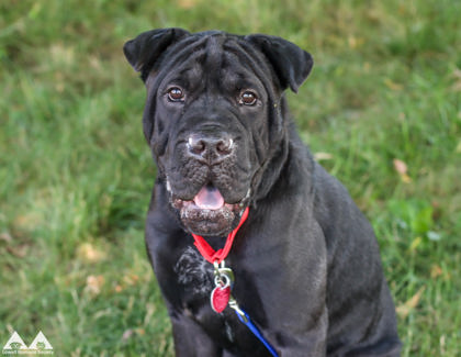 ERNEST P. WORRELL - Chinese Shar-Pei / Mix available for adoption